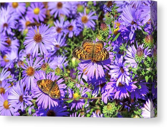 Phyciodes Canvas Print featuring the photograph Pearl Crescent II by Robert Harris