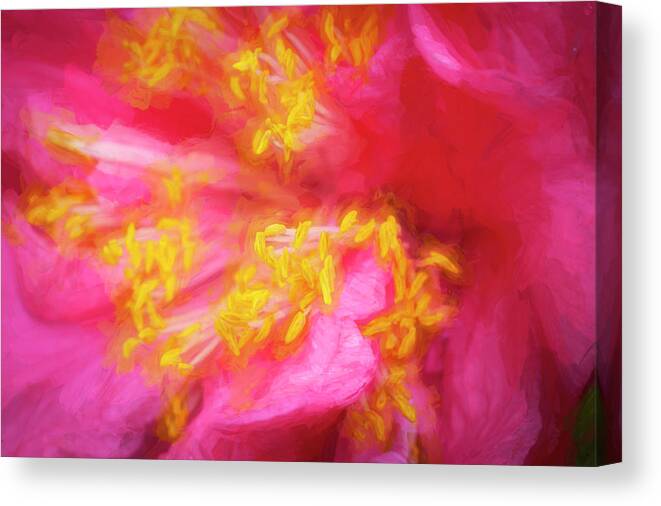 Camellia Abstract Canvas Print featuring the photograph Pink Camellias Japonica Abstract X104 #2 by Rich Franco
