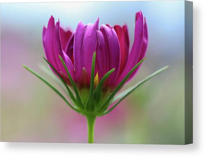 Flower Canvas Print featuring the photograph Poised Perfection by Mary Anne Delgado