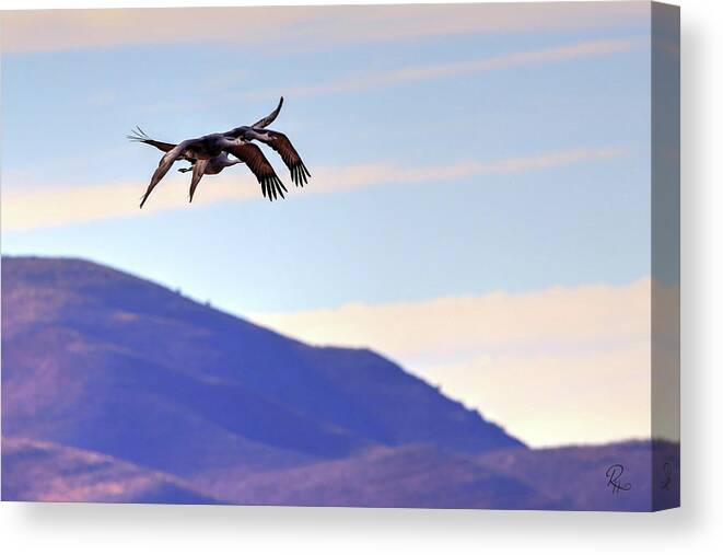 Wildlife Canvas Print featuring the photograph Precision Pair by Robert Harris