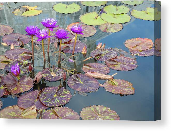Lily Canvas Print featuring the photograph Purple Water Lilies and Pads by Cate Franklyn