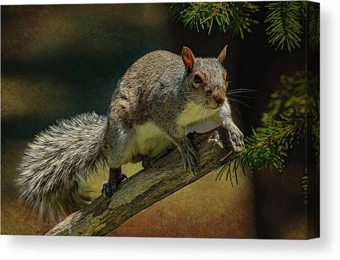 Squirrel Canvas Print featuring the photograph Ready To Jump #1 by Cathy Kovarik