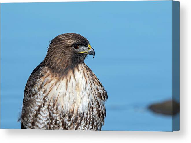 Raptor Canvas Print featuring the photograph Red Tailed Hawk 6 by Rick Mosher