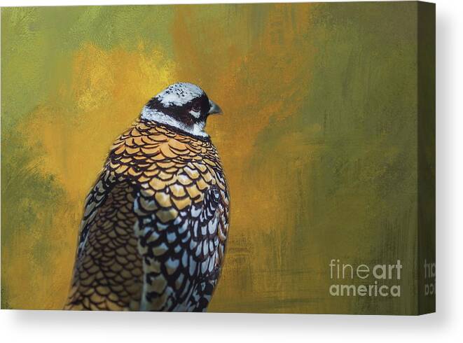 Reeve's Pheasant Canvas Print featuring the photograph Reeve's Pheasant #1 by Eva Lechner