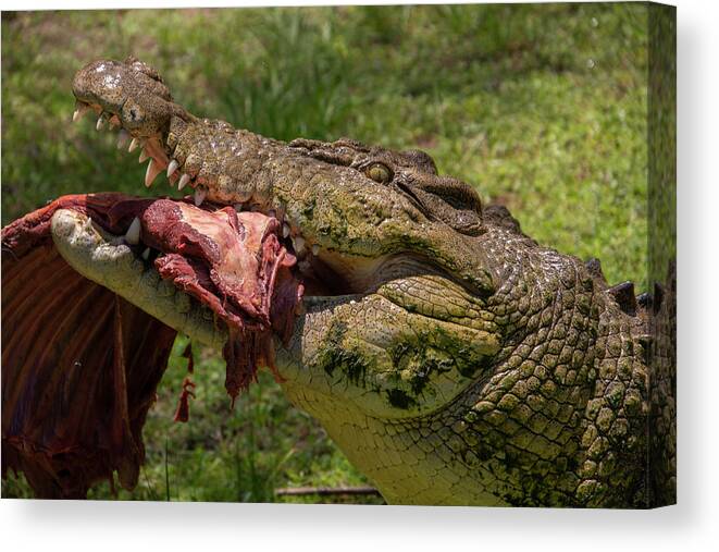 Saltwater Canvas Print featuring the photograph Saltwater Crocodile Eating by Carolyn Hutchins