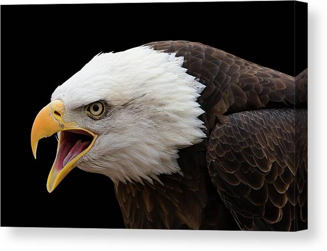 Screaming Eagle Canvas Print featuring the photograph Screaming Eagle #1 by Randall Allen