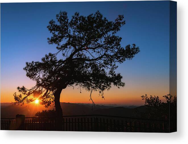 Cyprus Canvas Print featuring the photograph Silhouette of a forest pine tree during blue hour with bright sun at sunset. by Michalakis Ppalis