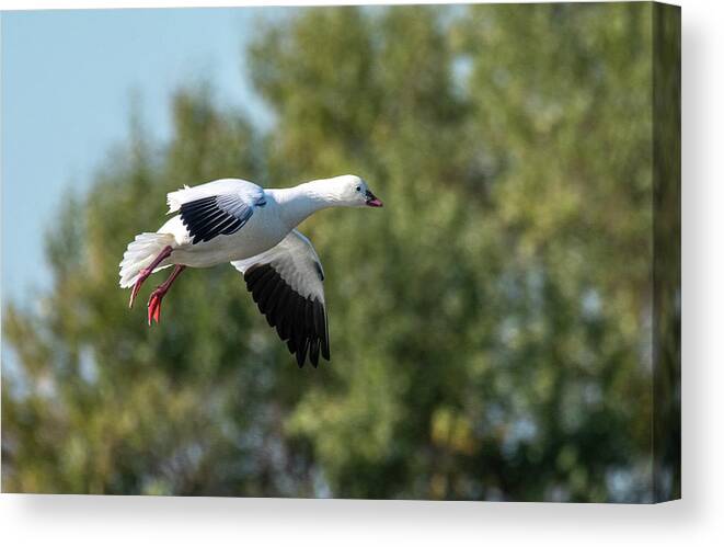 Goose Canvas Print featuring the photograph Snow Goose #1 by Jerry Cahill