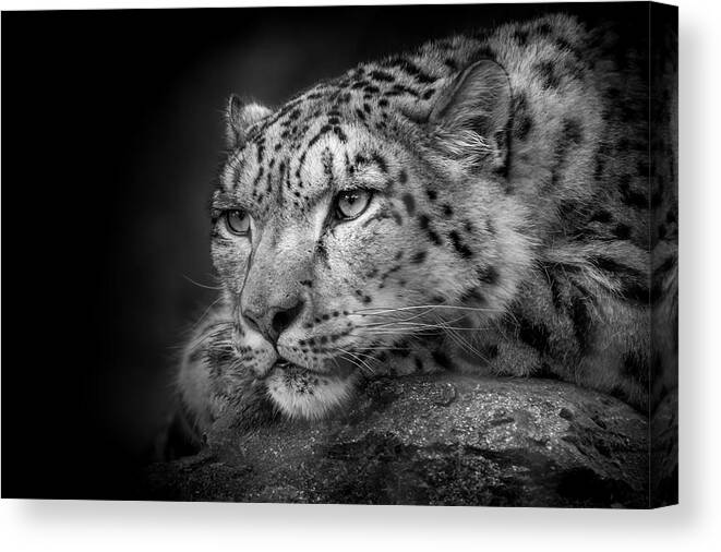 Snow Canvas Print featuring the photograph Snow Leopard #1 by Chris Boulton