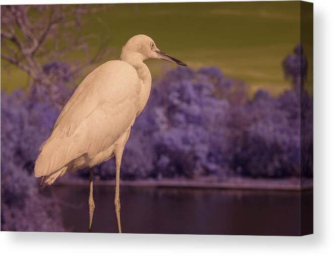 Bird Canvas Print featuring the photograph Snowy Egret by Carolyn Hutchins