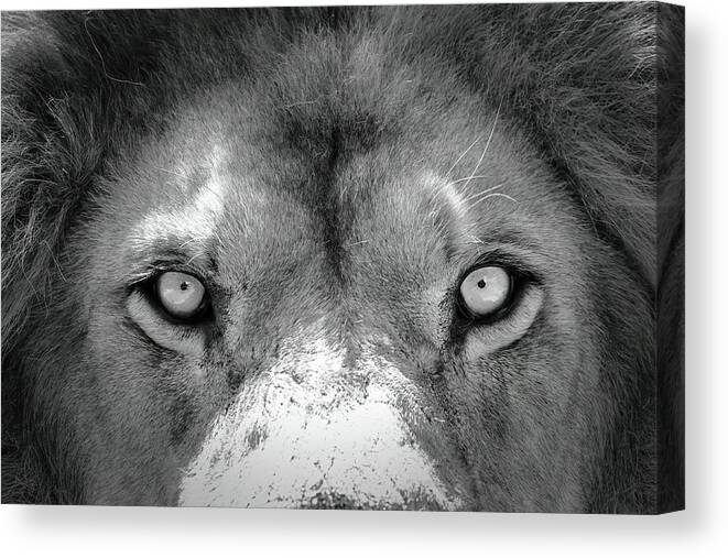 Lion Canvas Print featuring the photograph Stare Down #1 by Lens Art Photography By Larry Trager