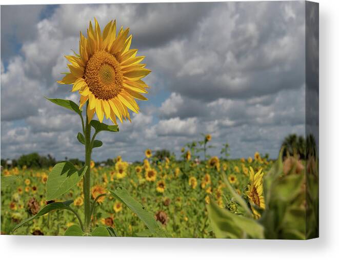 Sunflower Canvas Print featuring the photograph Sunflower in Field by Carolyn Hutchins