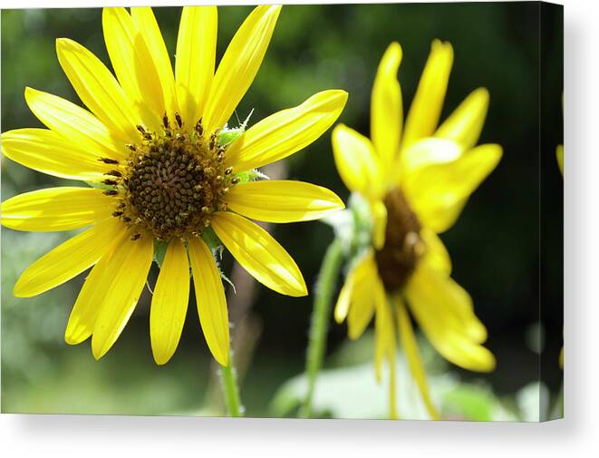  Canvas Print featuring the photograph Sunflowers #1 by Melissa Torres