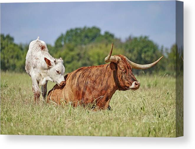 Texas Longhorn Cow Picture Canvas Print featuring the photograph Texas longhorn cow and calf #1 by Cathy Valle