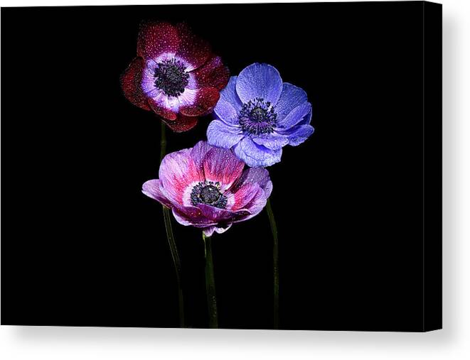 Tulip Canvas Print featuring the photograph The Anemone Trio #1 by Judi Kubes