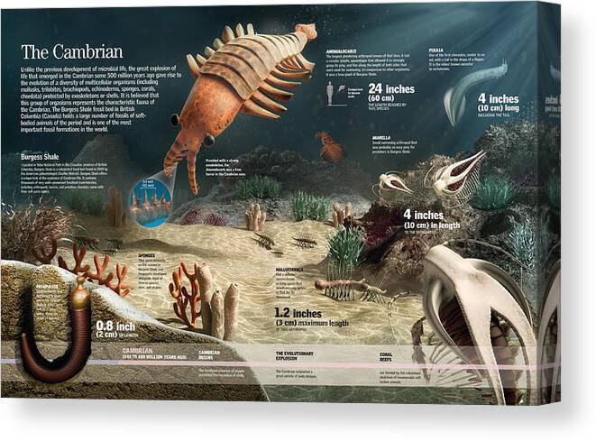 Fossils Canvas Print featuring the digital art The Cambrian #1 by Album