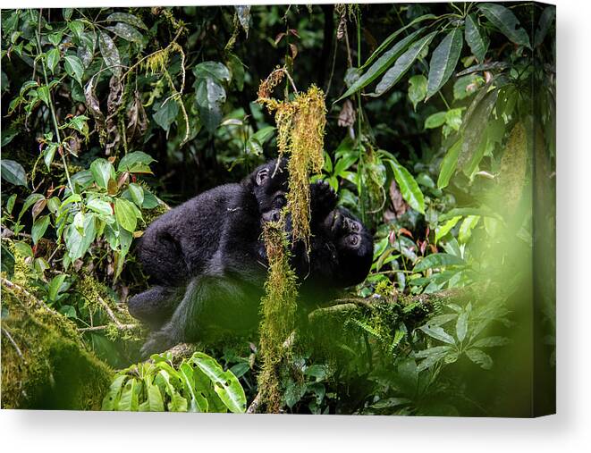 Gorillas Canvas Print featuring the photograph The Hug by Kush Patel