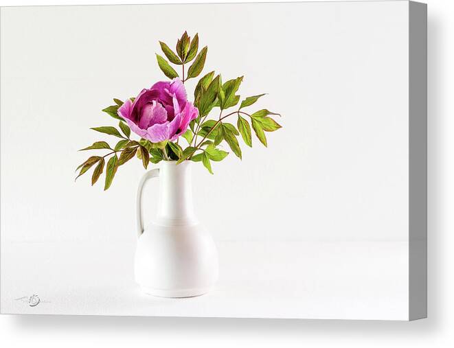Tree Peony Canvas Print featuring the photograph Tree peony Lan He Paeonia suffruticosa rockii in a white vase by Torbjorn Swenelius