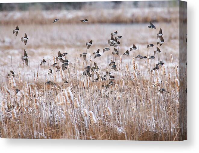 Wisconsin Canvas Print featuring the photograph Tree Swallows #1 by Brook Burling