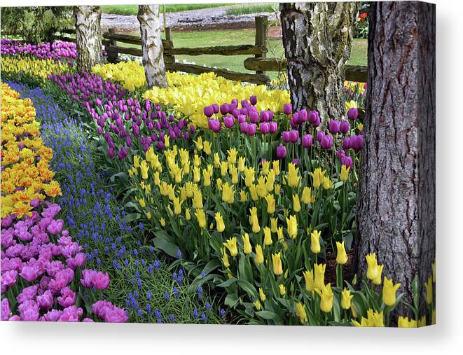 Tulips Canvas Print featuring the photograph Tulips by Jerry Cahill