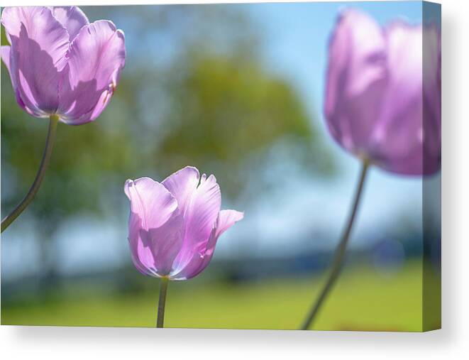 Tulip Canvas Print featuring the photograph Tulip 3 by Kathy Paynter