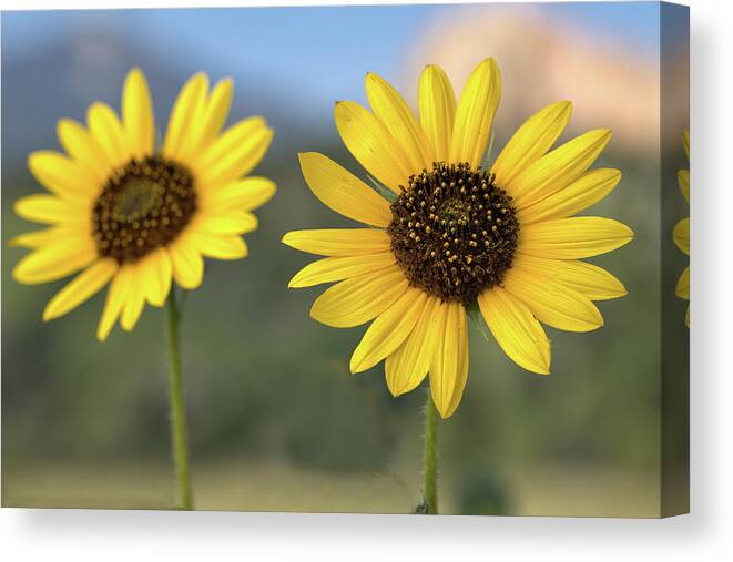 Sunflower Canvas Print featuring the photograph Two Sunflowers #1 by Bob Falcone