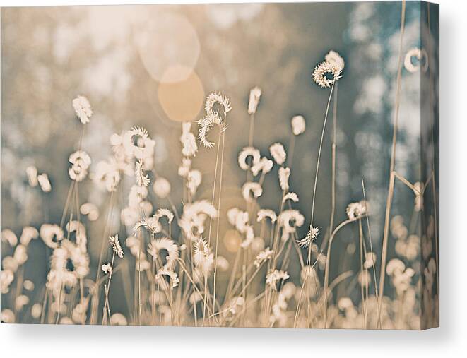 Wheat Canvas Print featuring the photograph Wheat Fields #1 by Carmen Kern