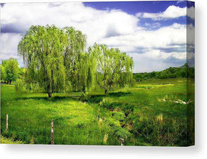 Color Canvas Print featuring the photograph Willows -2 #1 by Alan Hausenflock