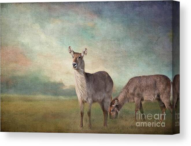Waterbucks Canvas Print featuring the photograph Windy Morning #1 by Eva Lechner