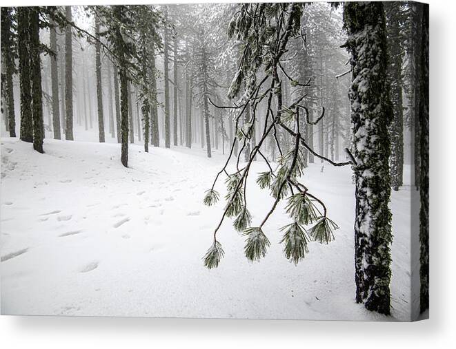 Winter Landscape Canvas Print featuring the photograph Winter forest landscape with mountain covered in snow by Michalakis Ppalis