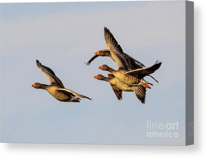 Stretch Canvas Print featuring the photograph Flying Graylag Goose Anser anser Costa Ballena Cadiz #11 by Pablo Avanzini