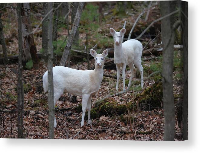 Whitetail Deer Canvas Print featuring the photograph White Deer #12 by Brook Burling