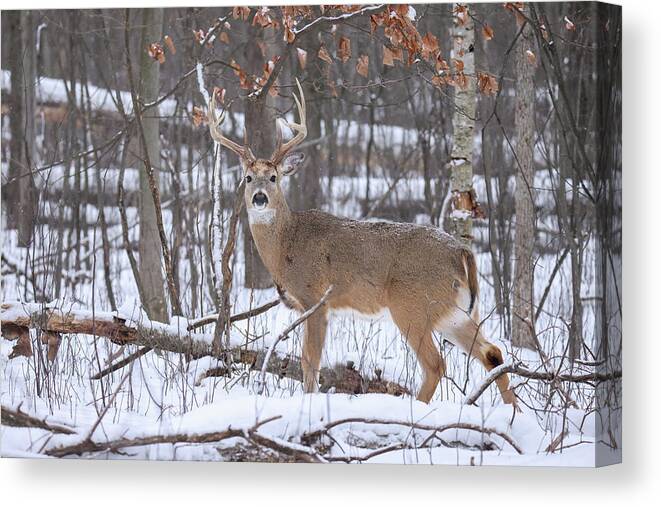Whitetail Canvas Print featuring the photograph Whitetail Buck #17 by Brook Burling