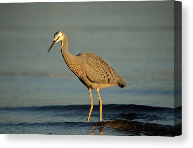 Heron Canvas Print featuring the photograph 1808wfaceheron4 by Nicolas Lombard