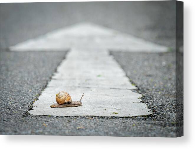 Helicidae Canvas Print featuring the photograph A snail crossing a road with a white arrow #2 by Stefan Rotter