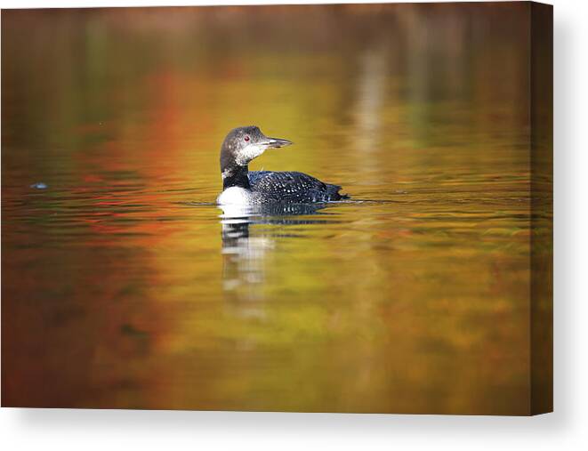 Autumn Canvas Print featuring the photograph Autumn Loon #2 by Brook Burling