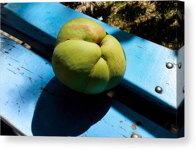 Outdoors Canvas Print featuring the photograph Dillenia indica, commonly known as elephant apple #2 by CRMacedonio