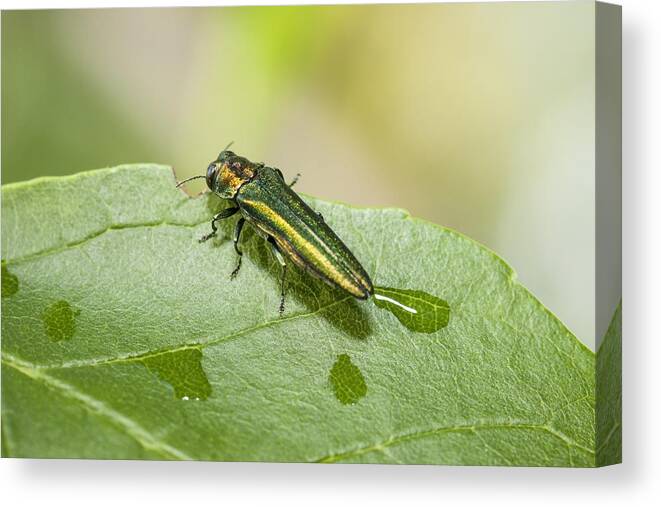 Insect Canvas Print featuring the photograph Emerald Ash Borer (Agrilus planipennis), feeding on ash leaves in tree top #2 by Wolfgang Hoffmann / Design Pics