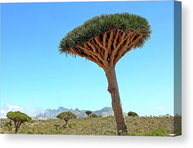  Canvas Print featuring the photograph Yemen 249 by Eric Pengelly