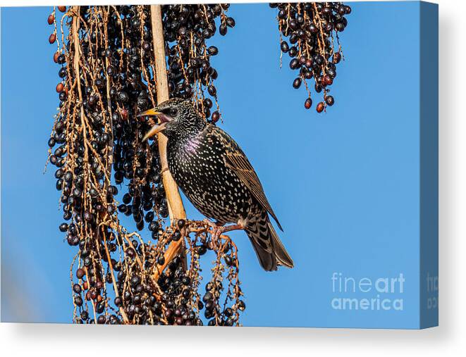 Europen Starling Canvas Print featuring the digital art Europen Starling #2 by Tammy Keyes