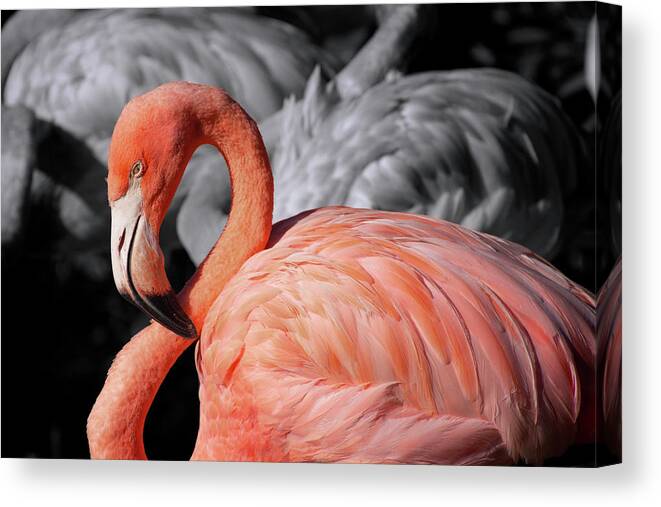 Flaming Canvas Print featuring the photograph Flamingo #3 by Carolyn Hutchins