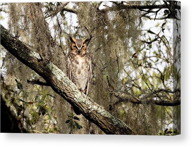 Great Horned Owl Canvas Print featuring the photograph Great Horned Owl #2 by Colin Hocking