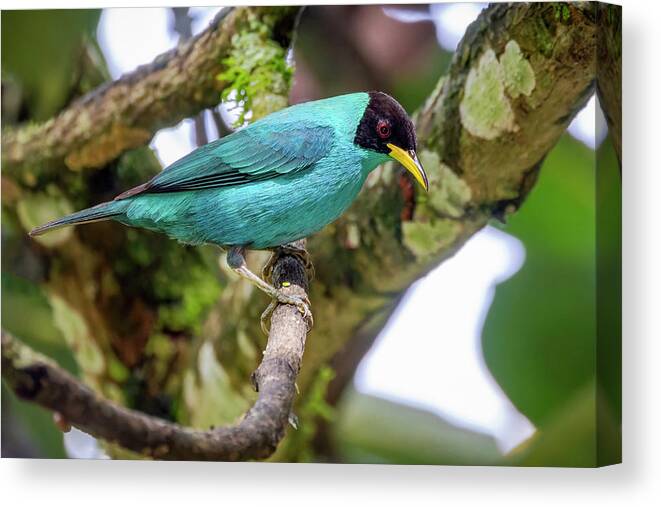 Colombia Canvas Print featuring the photograph Green Honeycreeper Entreaguas Ibague Tolima Colombia by Adam Rainoff