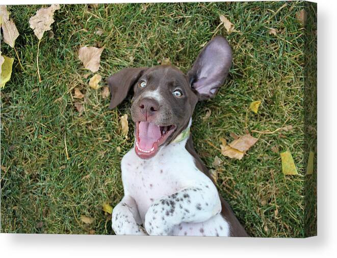 Gsp Canvas Print featuring the photograph Happy Pup #2 by Brook Burling