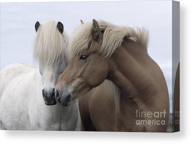 Affection Canvas Print featuring the photograph Icelandic Horses by John Daniels