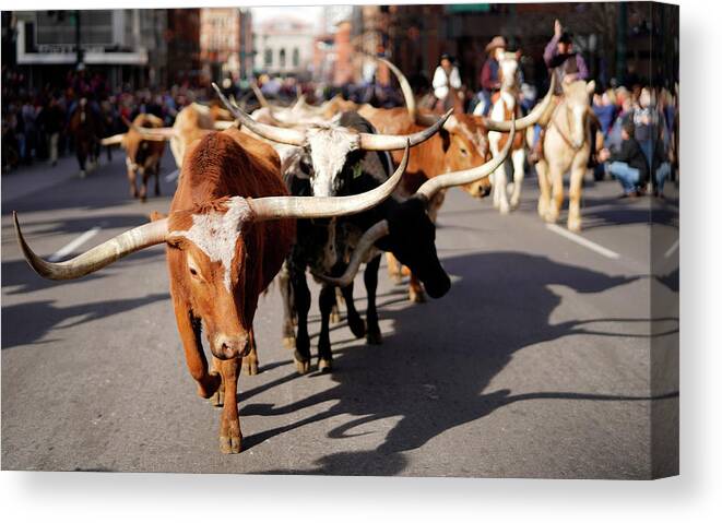Human Interest Canvas Print featuring the photograph Longhorn Steer in downtown Denver #2 by Rick Wilking