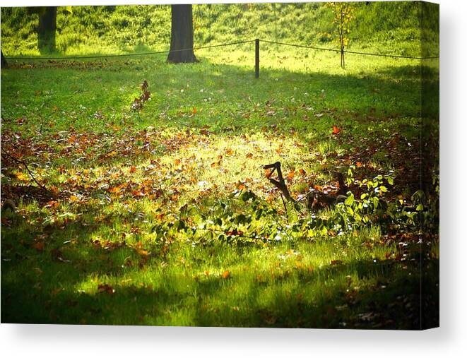 Trees Canvas Print featuring the photograph Parco Cavour. Ottobre 2016 #4 by Marco Cattaruzzi