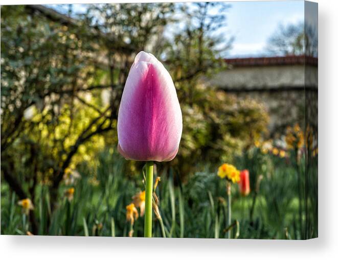 Purple Canvas Print featuring the photograph Perfect Purple! #2 by Jean-Marc PAYET