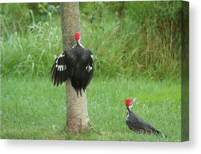 Pileated Woodpecker Canvas Print featuring the photograph Pileated Woodpecker 2 #2 by Brook Burling