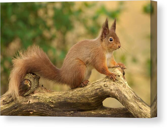 Red Squirrel Canvas Print featuring the photograph Red Squirrel #2 by Gavin MacRae